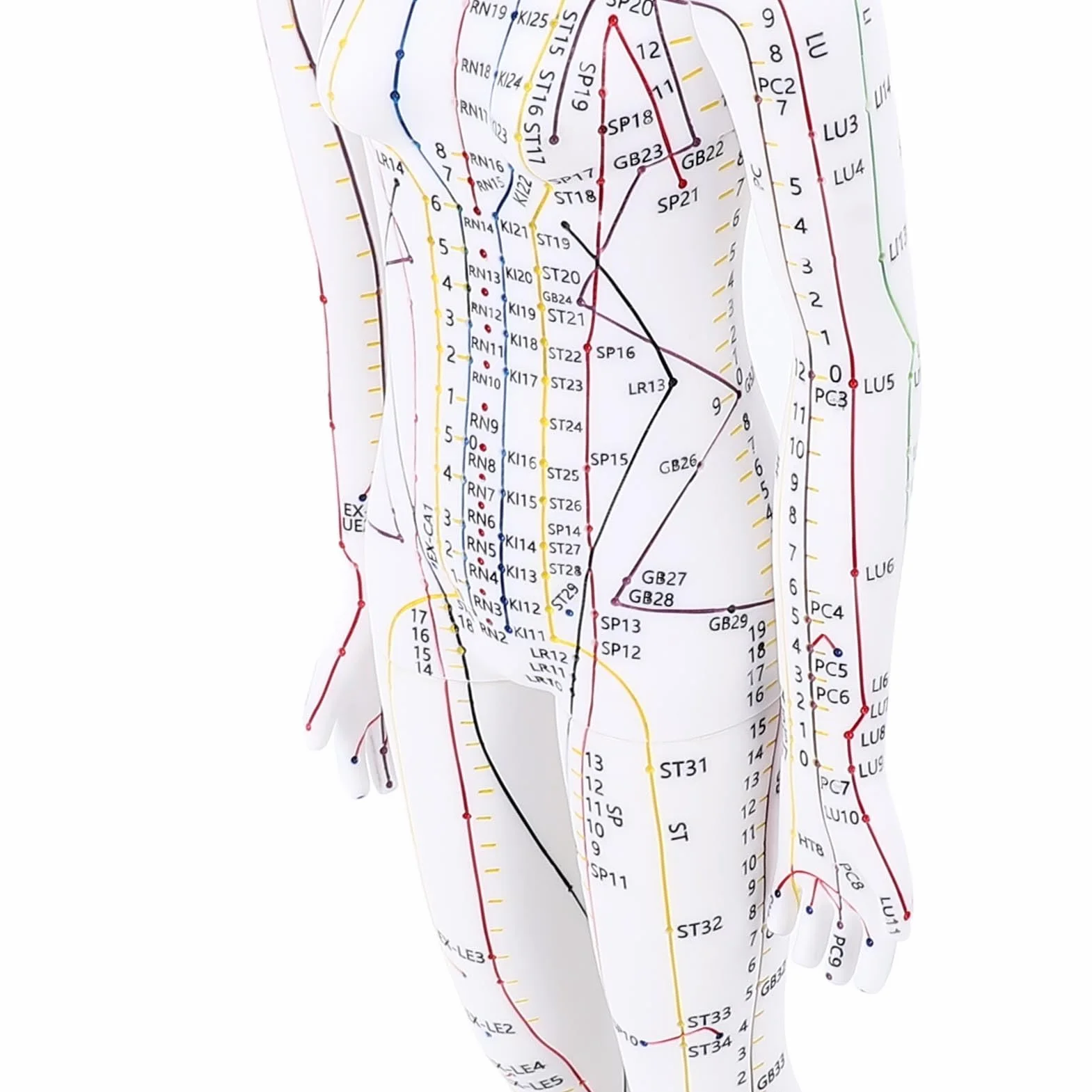 Muñeca de Acupuntura de 52 Cm, Modelo de Cuerpo Humano, Maniquí Masculino/Femenino con Base