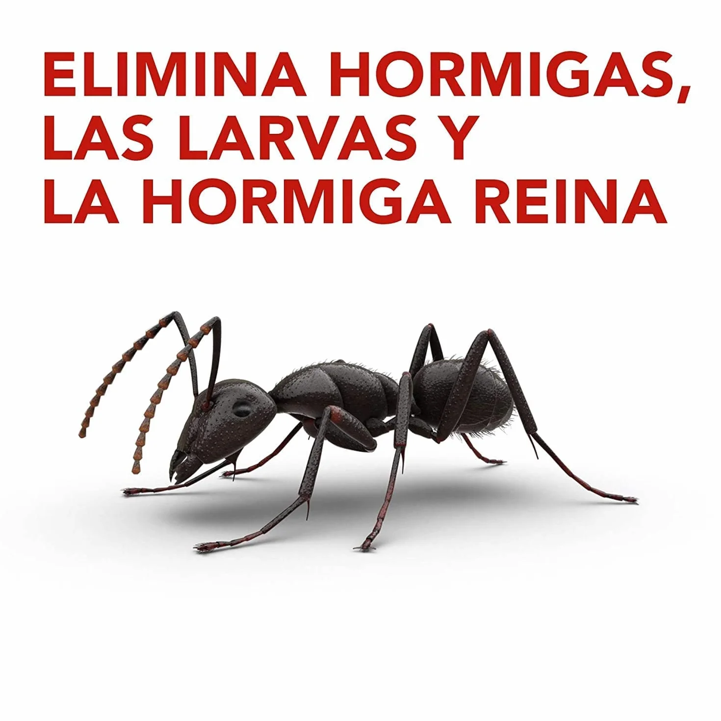 Raid Cebos Trampa antihormigas Elimina Colonia Entera Interiores Exteriores 1 Unidad