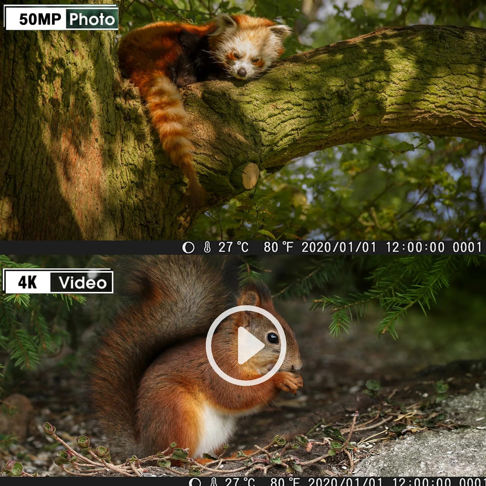 Camara Caza 50MP 4K, Camara Fototrampeo con Sensor de Movimiento, Cámara de Caza Nocturna Impermeable IP65, Visión Nocturna hasta 25m, Micro SD 32GB (HC808A)