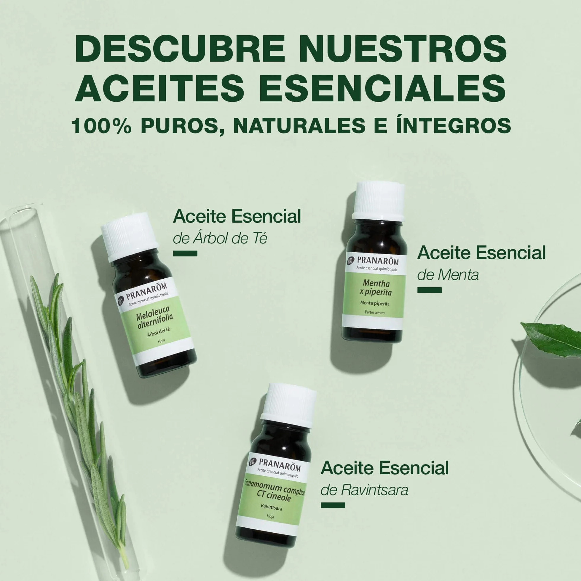 Aceite Esencial Quimiotipado Lavanda Orgánica 100% Puro HECT 10ml