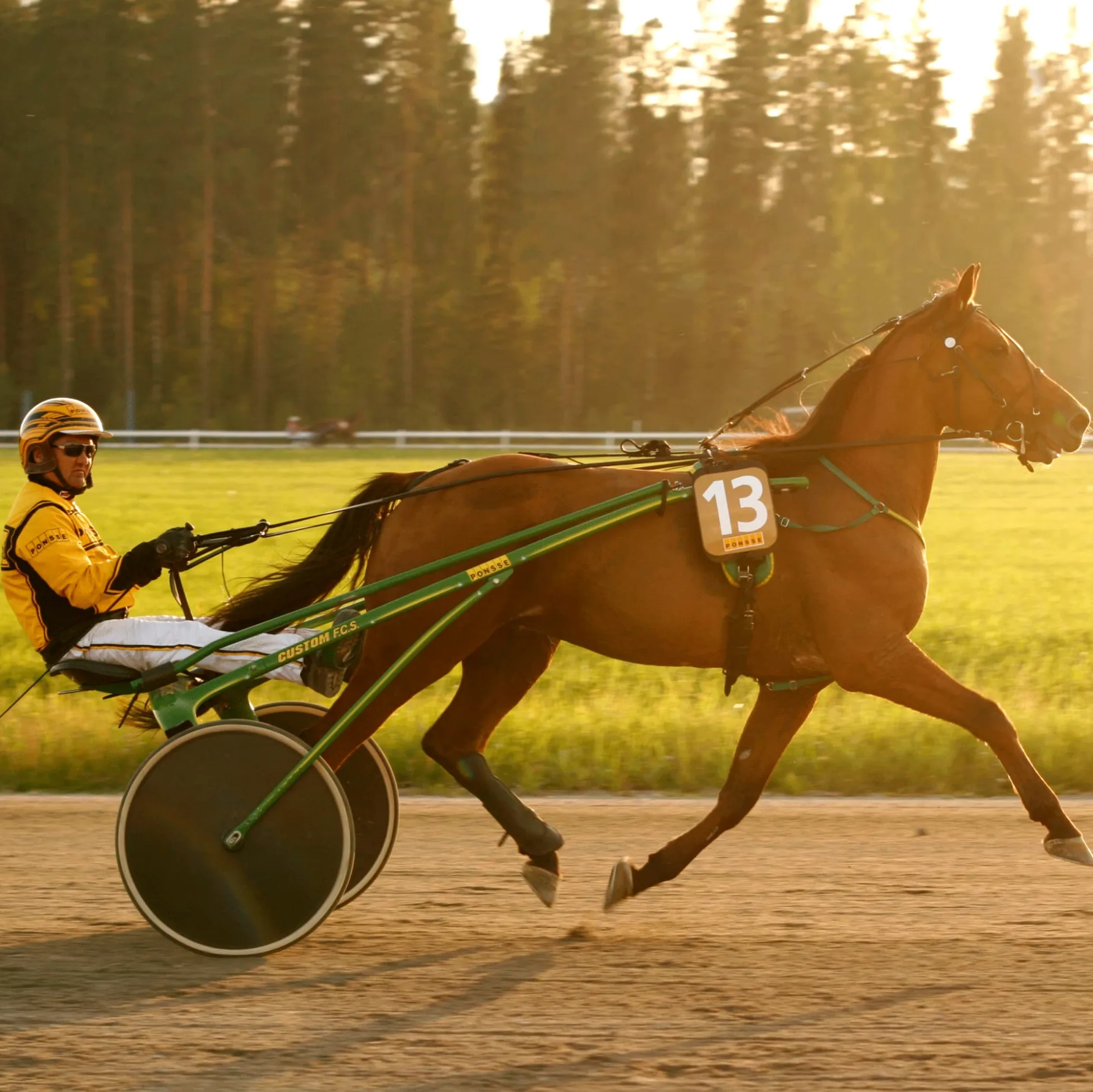 Polar H10 Equine - Sensor de Frecuencia Cardíaca para Caballos – Monitorización Avanzada para Equitación y Trote