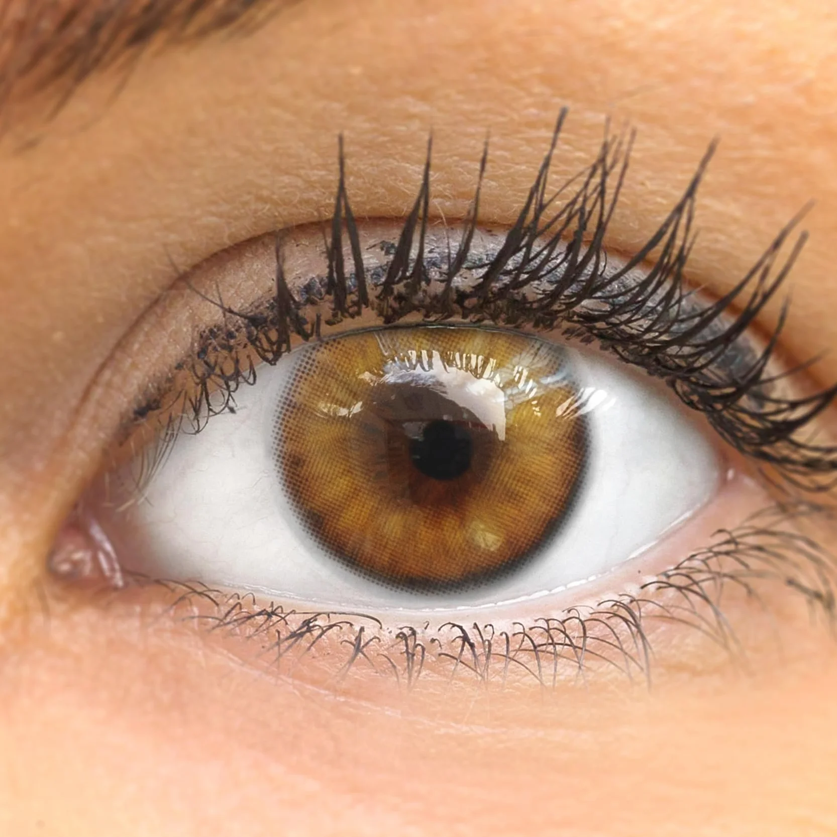GLAMLENS Bardolino Brown Lentillas de Colores Marrones 1 Par 90 Días Sin Graduación Hidrogel de Silicona
