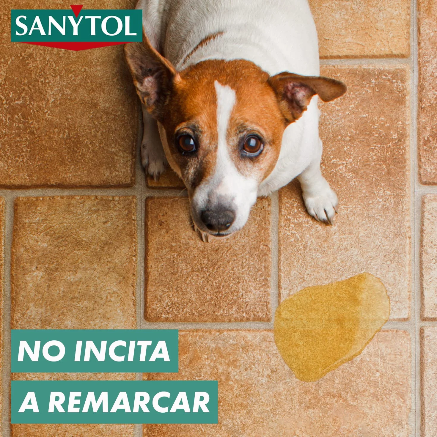 Sanytol Desinfectante Limpiahogar 4 x 1.2L Sin Lejía Eucaliptus