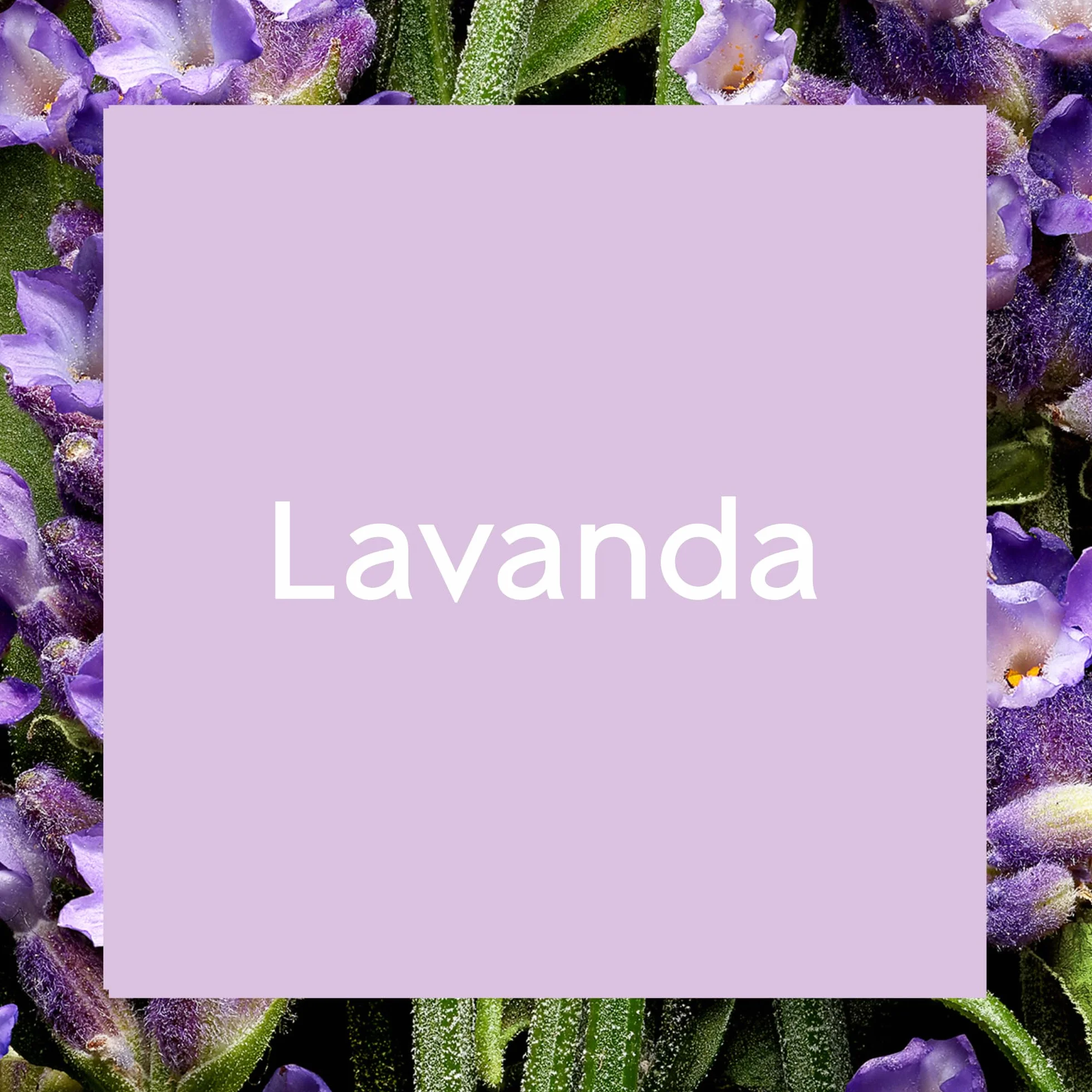 Glade Ambientador Automático Lavanda con Aceites Esenciales 2 Recambios