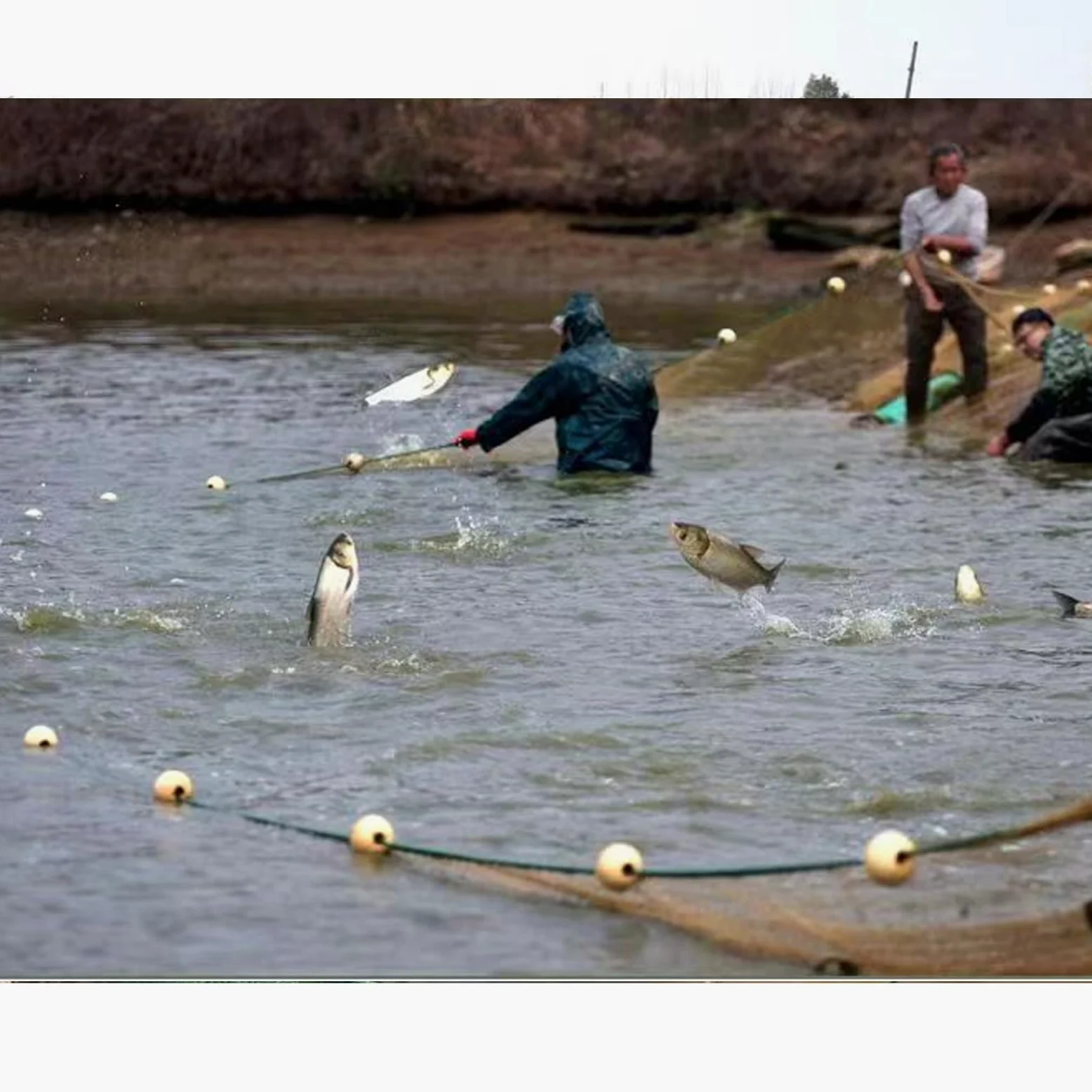 Red de pesca de arrastre, hecha a mano de material termoplástico para pesca, altura de 2 m, longitud de 5 m a 50 m, plántulas de peces limpios