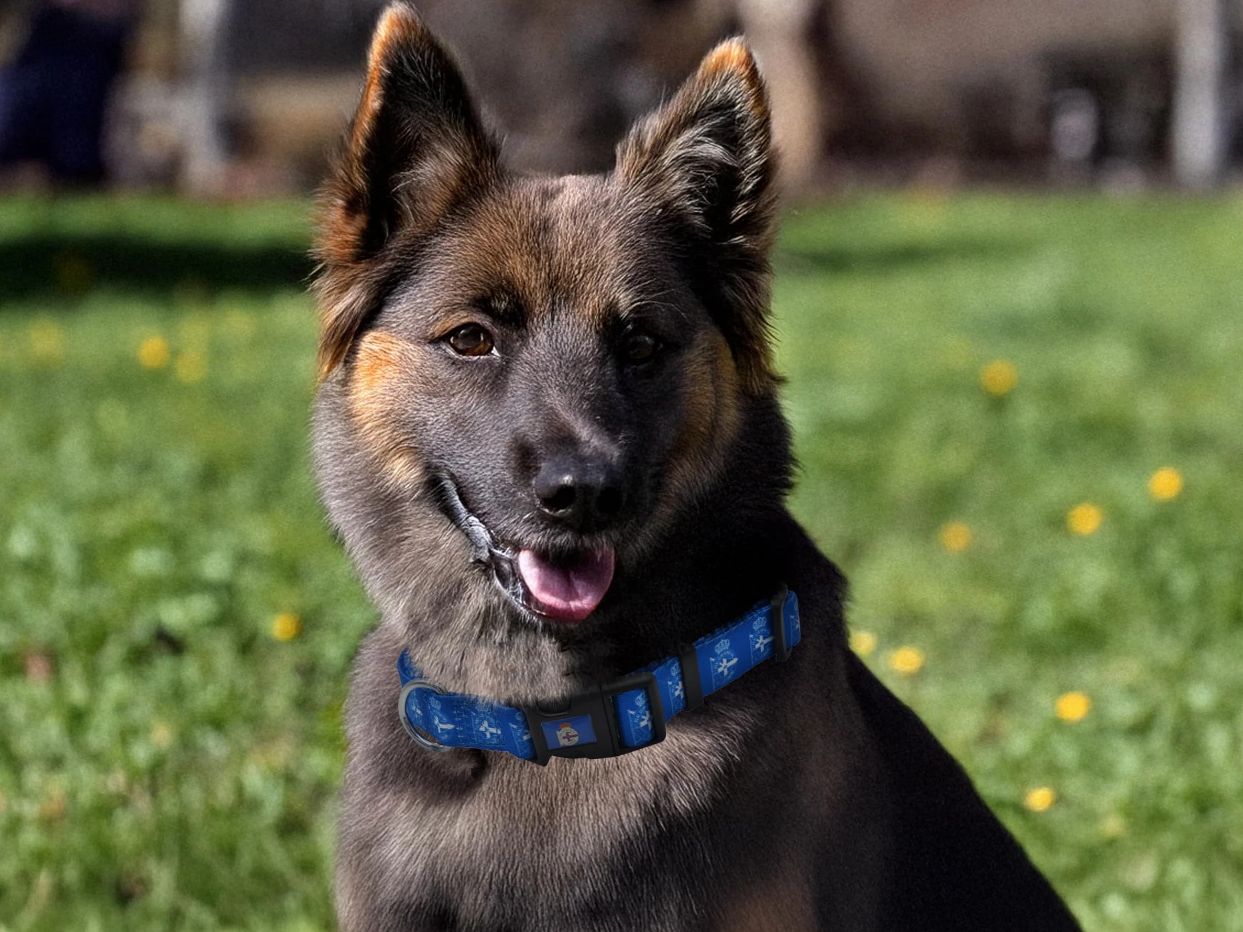 CyP Brands- Deportivo de la Coruña, Collar, Accesorios para Mascotas, Talla S, Color Azul, Producto Oficial