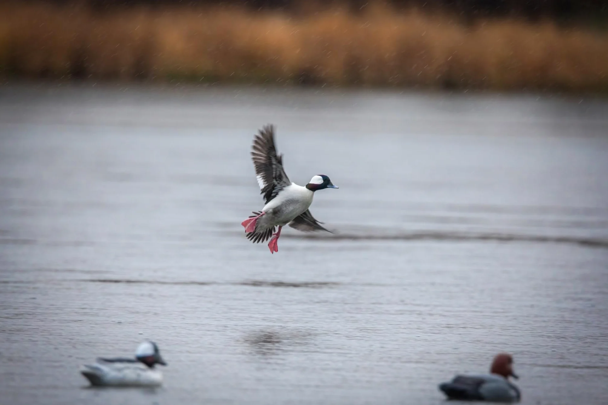 Higdon Outdoors Señuelos de Pato Bufflehead estándar, Todos los Patos, Rellenos de Espuma
