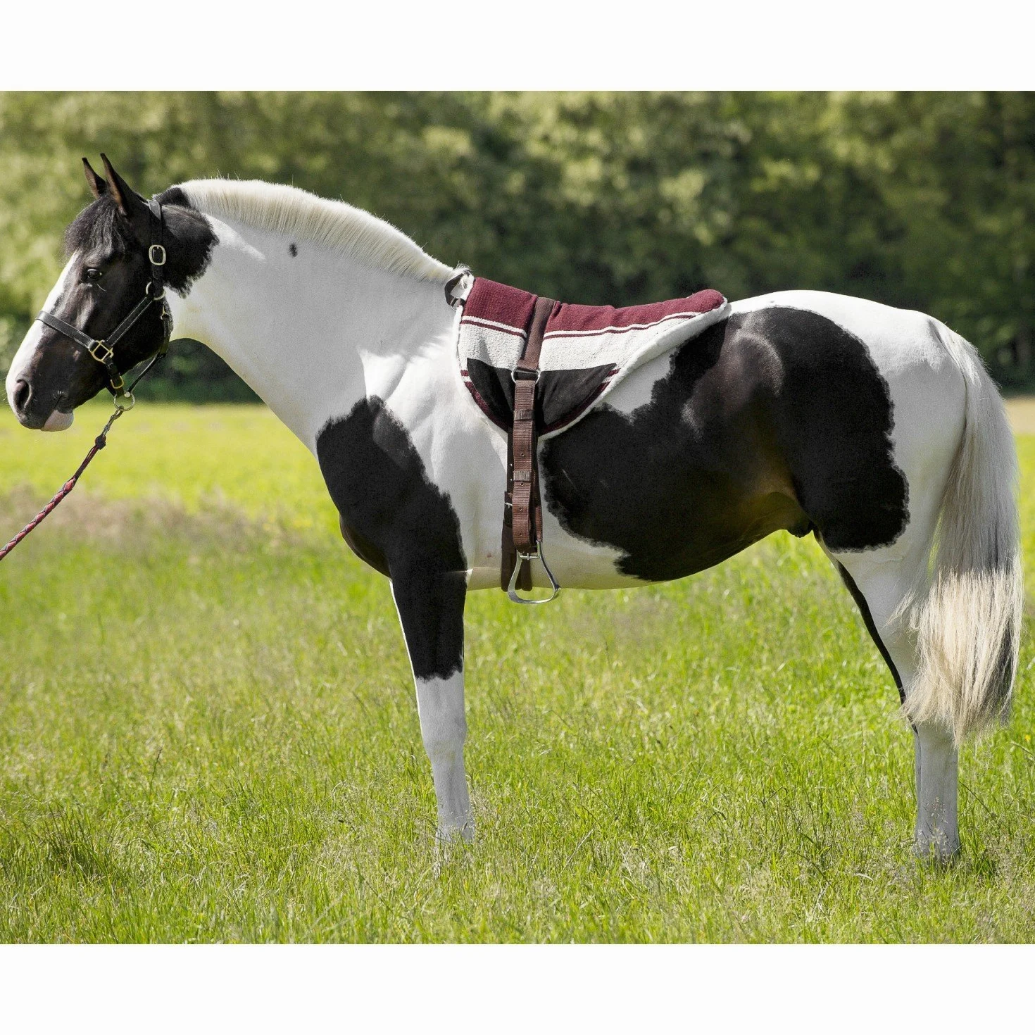 Norton Almohadilla de equitación Unisex para Adultos, Color marrón y Beige, N/A