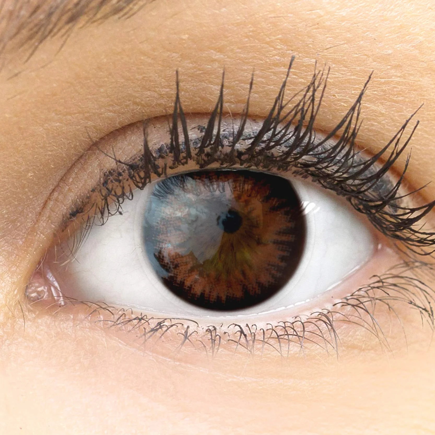 GLAMLENS Siena Choco Lentillas de Color Marrones 1 Par 90 Días Sin Graduación Hidrogel de Silicona
