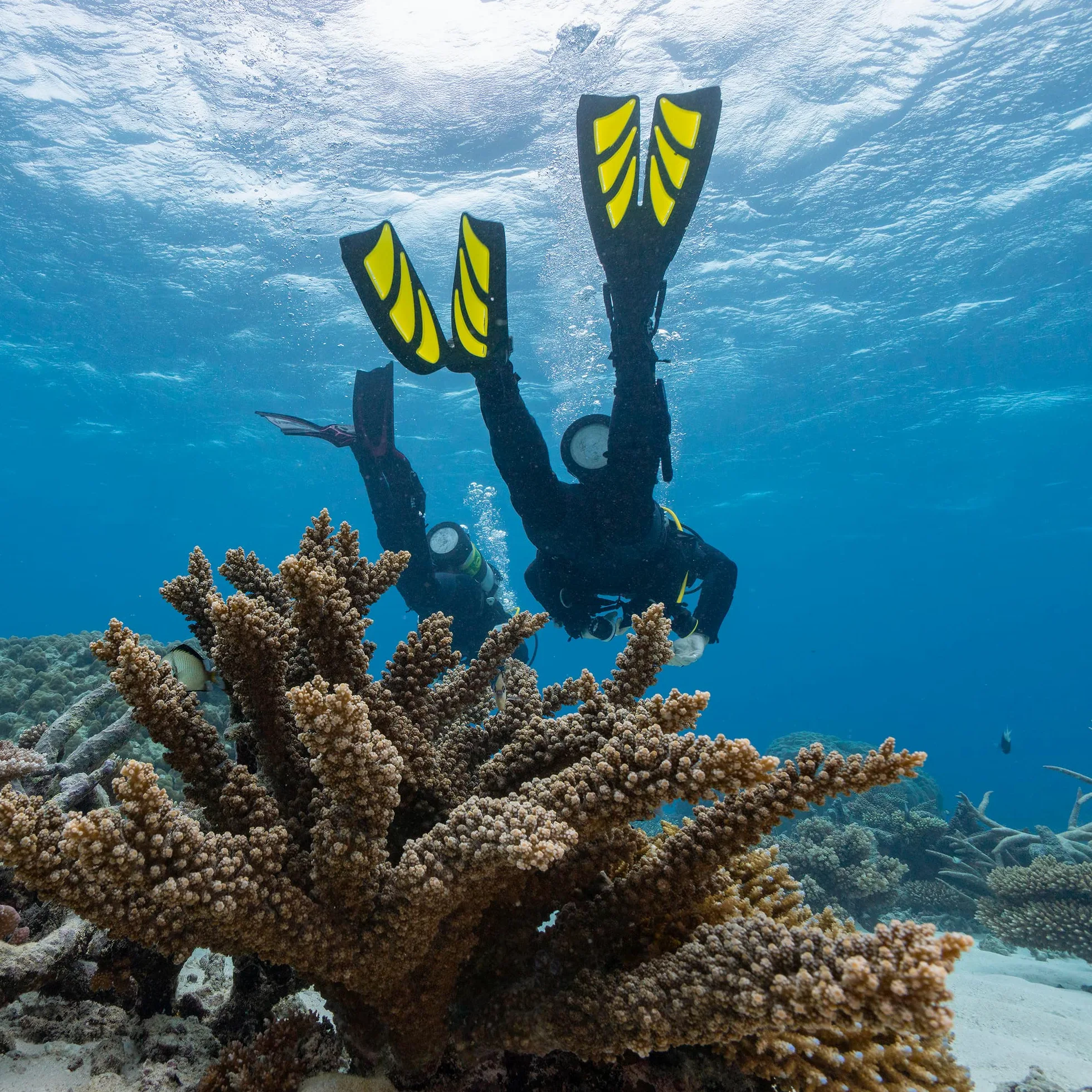 TUSA SF-0111 Hyflex Zoom - Aletas de buceo, talla XS, color blanco y blanco