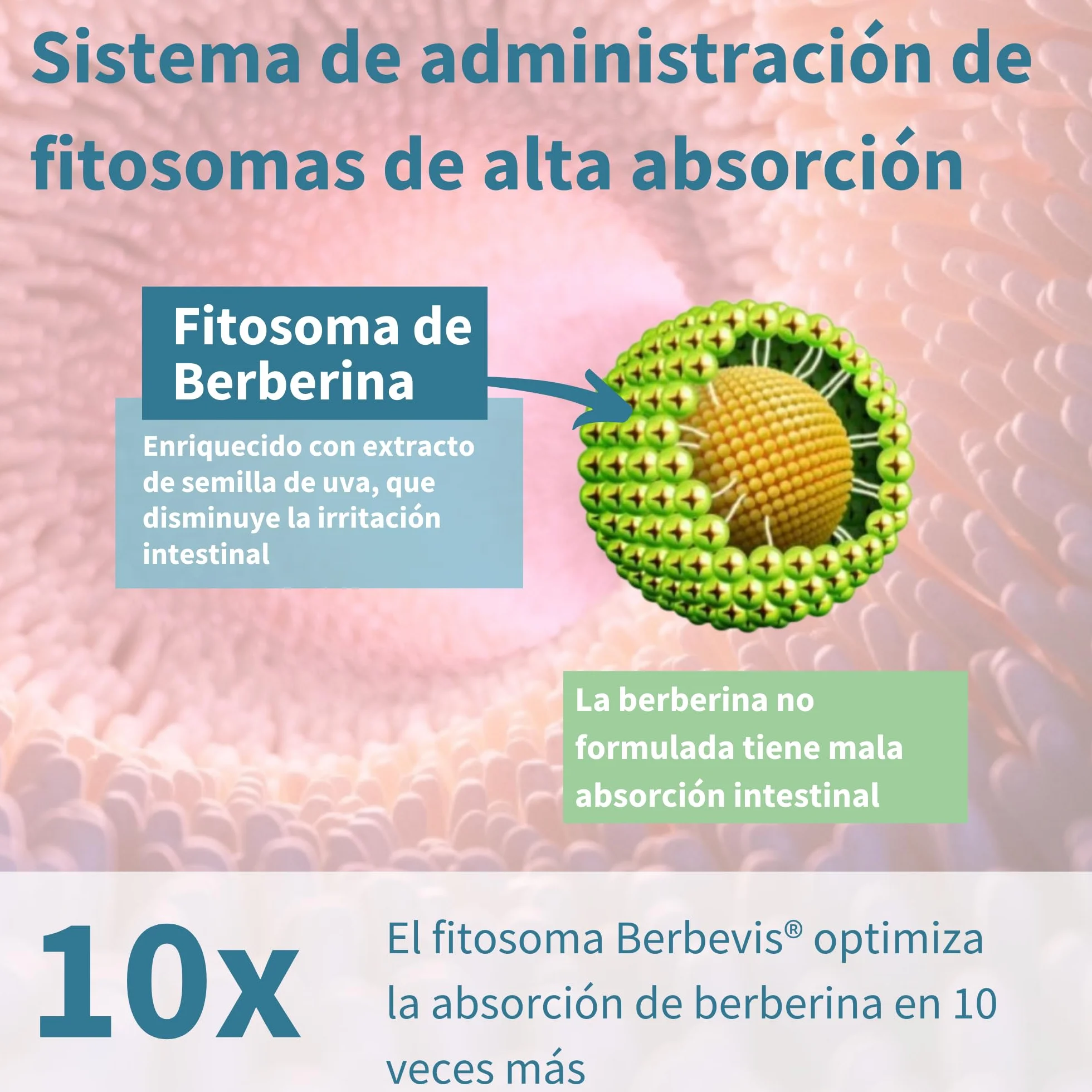 Igennus Berberina 550 mg Fitosomada con Picolinato de Cromo, 60 Cápsulas Veganas